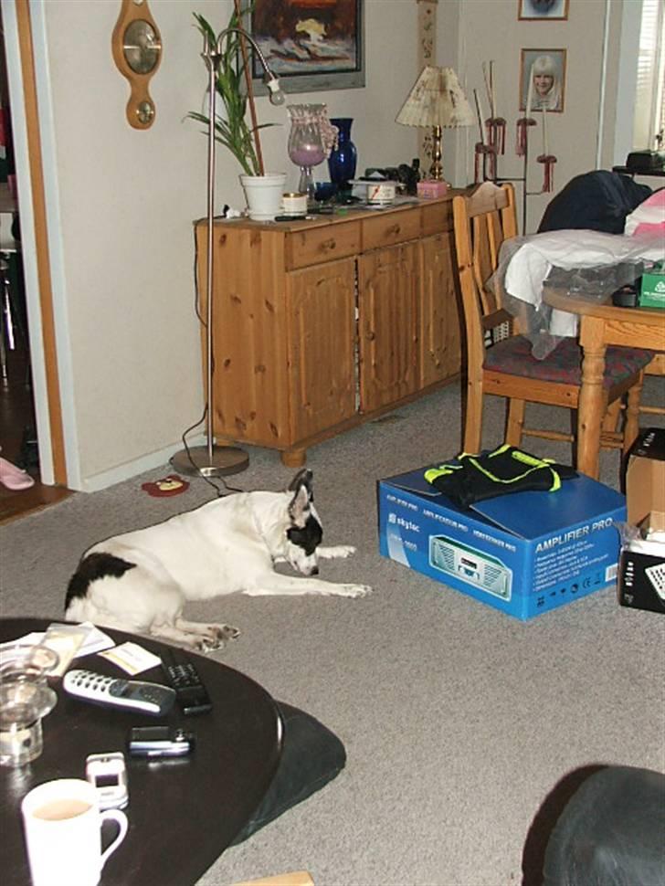 Border collie Sally - Gulvet lugter godt ;P billede 12