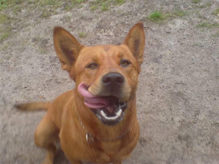 Blanding af racer thor - hmmmm..... namme nam mor, har du flere godbidder? hehe billede 18