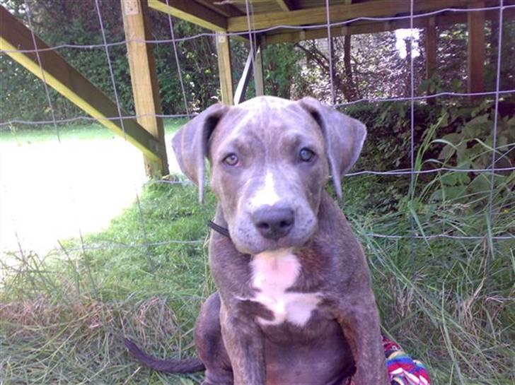 Amerikansk staffordshire terrier Cosmo - som han ser ud nu i min dames forældres have  billede 5