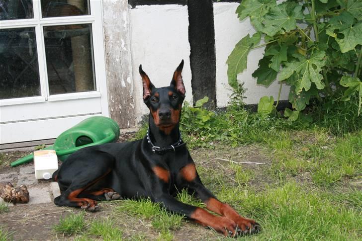 Dobermann Flora = Kronhjort - Hoppedyret holder pause billede 2