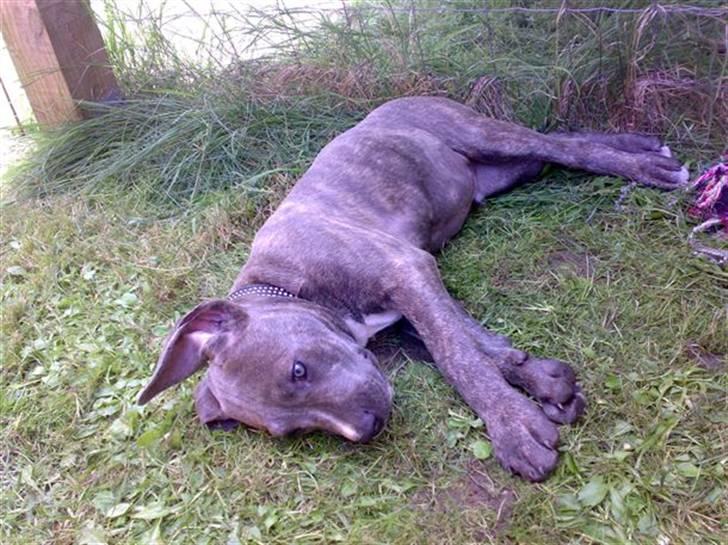 Amerikansk staffordshire terrier Cosmo - ja det var mega varmt billede 6