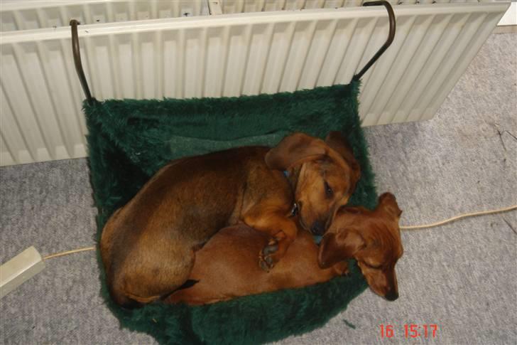 Gravhund mia - mia og kurt putter billede 5