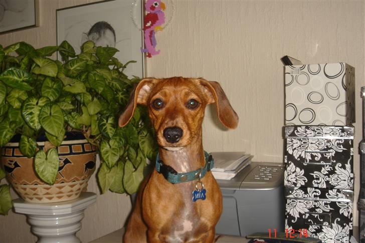 Gravhund mia - mia billede 6