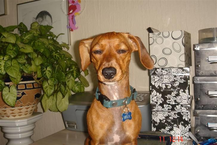 Gravhund mia - jeg er træt billede 7