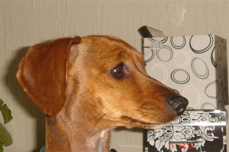 Gravhund mia billede 8