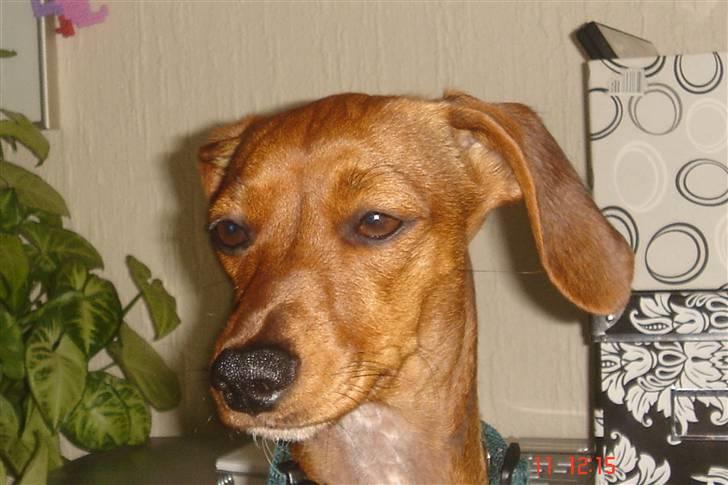 Gravhund mia - ikk fler billeder mor billede 9