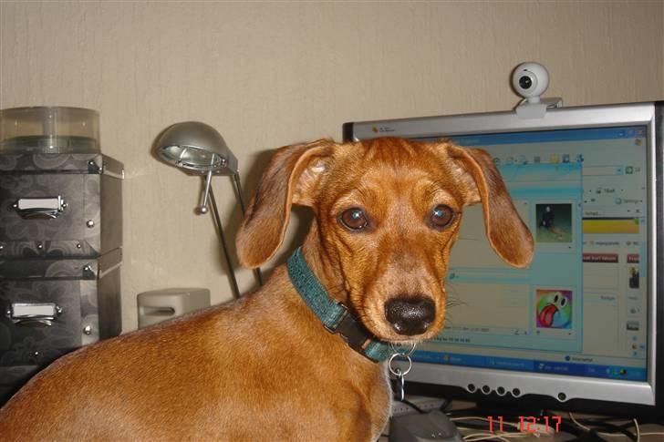 Gravhund mia - mor det er min tur ved puteren billede 10