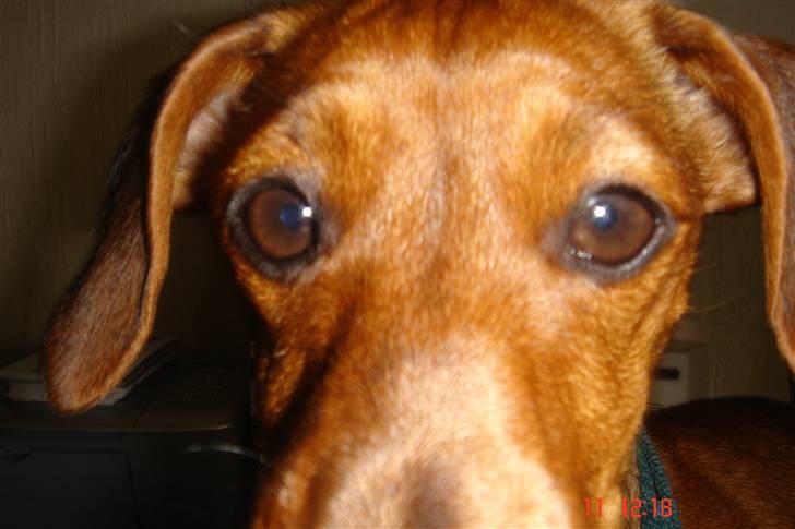 Gravhund mia - nysgerrige mia billede 11