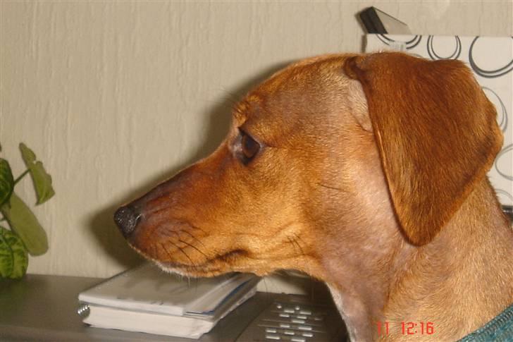 Gravhund mia - mia i profil billede 12