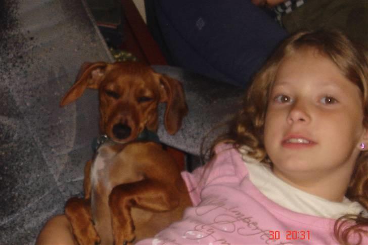 Gravhund mia - mia hygger med tulle billede 13