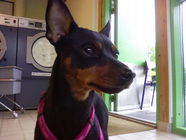 Dvaergpinscher Baby Neela *Kiwa* - Kiwa på vaskeri:p billede 16