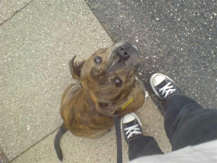 Staffordshire bull terrier Biggie. - hov, var du deroppe? XD. billede 1