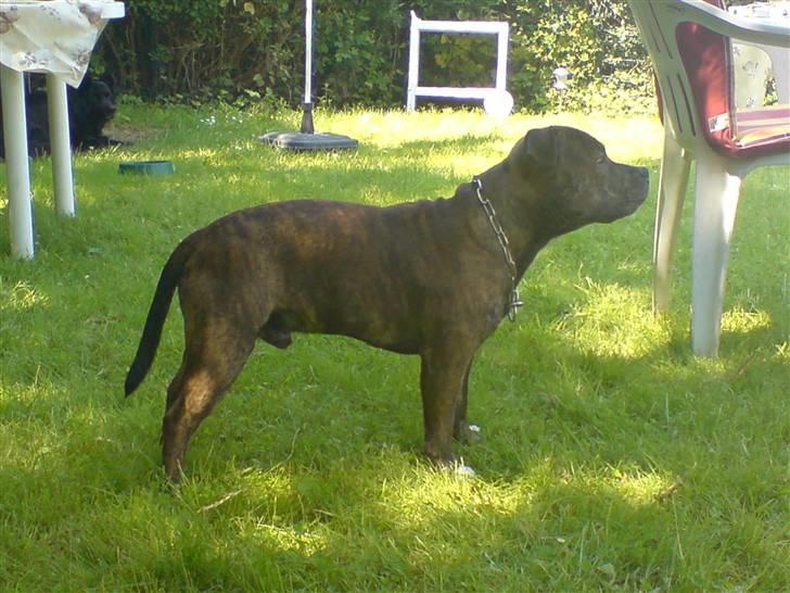 Staffordshire bull terrier Biggie. - jeg er da flot?! billede 2