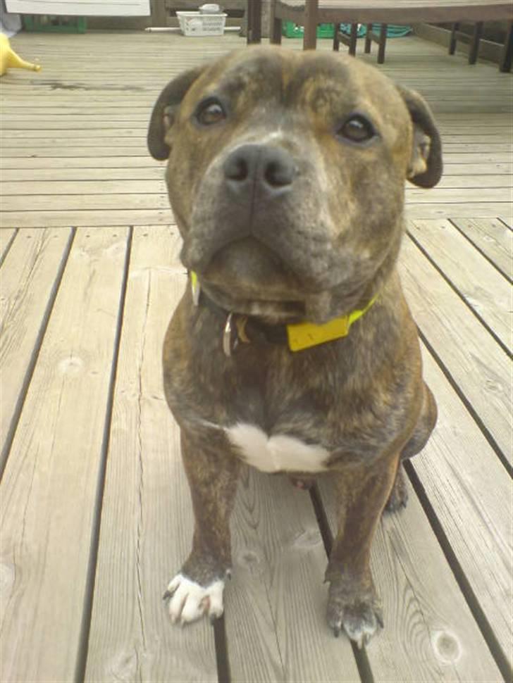 Staffordshire bull terrier Biggie. - BØH? =D. billede 3