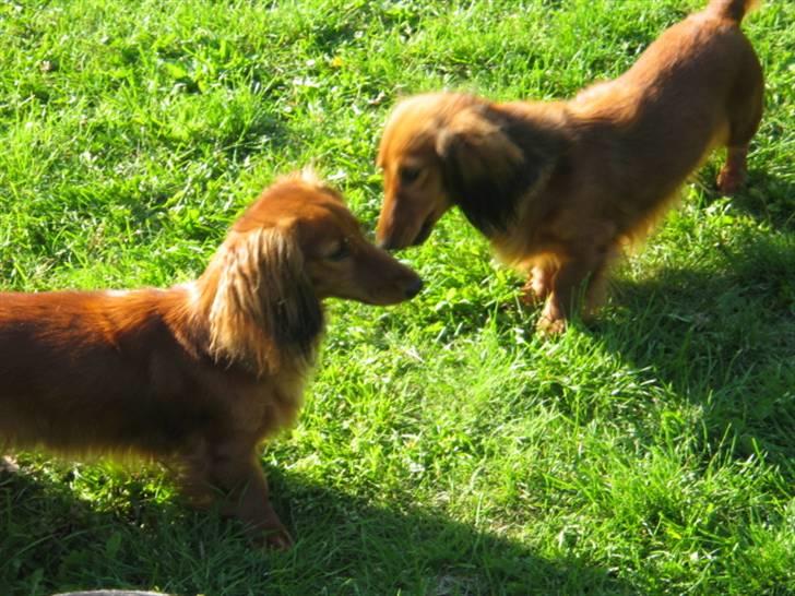 Gravhund Opalina's Alyssa Milano - Skal vi lege? Mille til venstre - Alyssa til højre billede 6