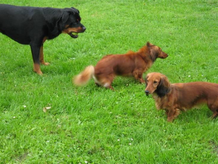 Gravhund Opalina's Alyssa Milano - Mille tager en rystetur efter leg med Sussi og Alyssa billede 7