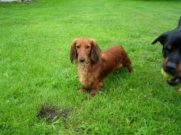 Dværggravhund Opalina's Miss Mille - Lille Mille en julidag 2007 billede 10