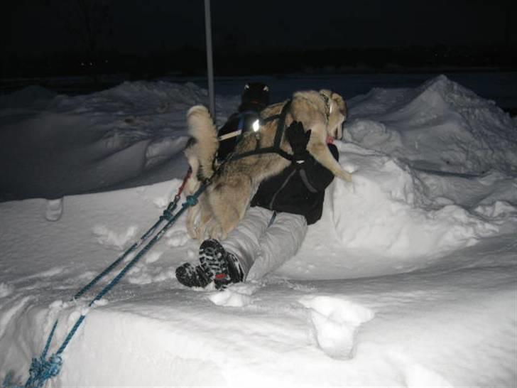 Alaskan malamute Chinook - Så skal farmand mules!!! billede 18