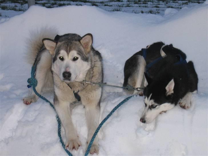 Alaskan malamute Chinook - Ligger og nyder den dejlige sne med sheeba billede 19