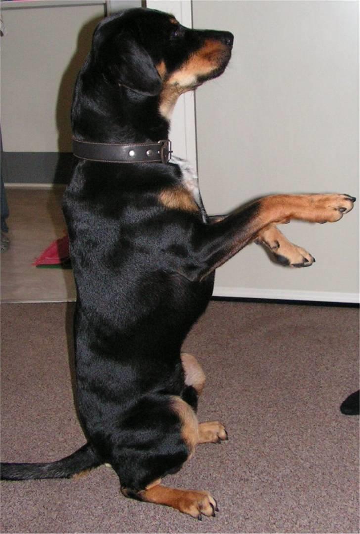 Blanding af racer Kenzo billede 2