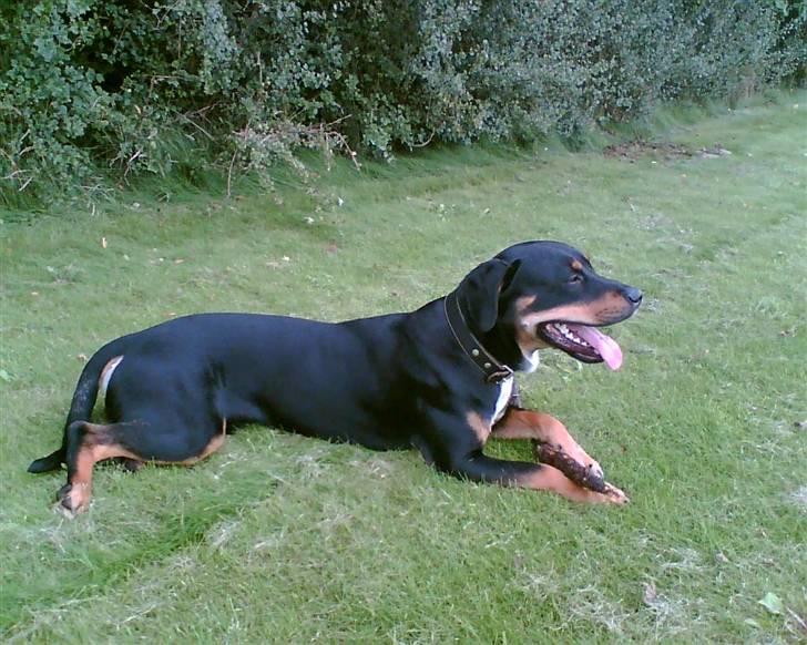 Blanding af racer Kenzo billede 3