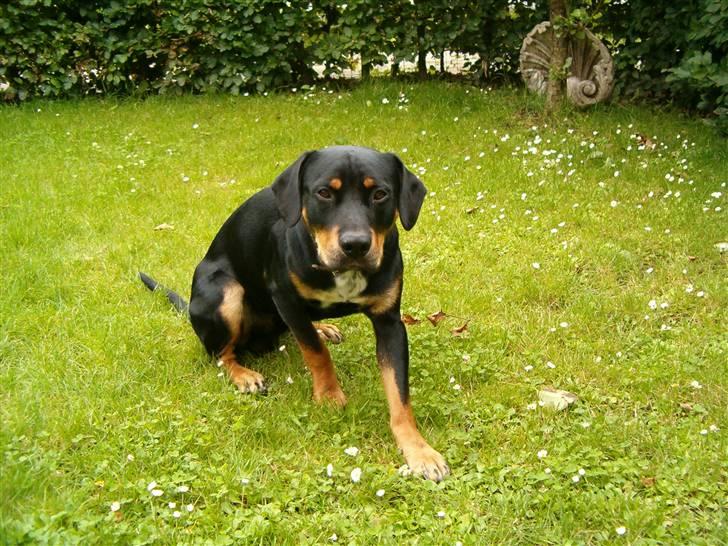 Blanding af racer Kenzo billede 4