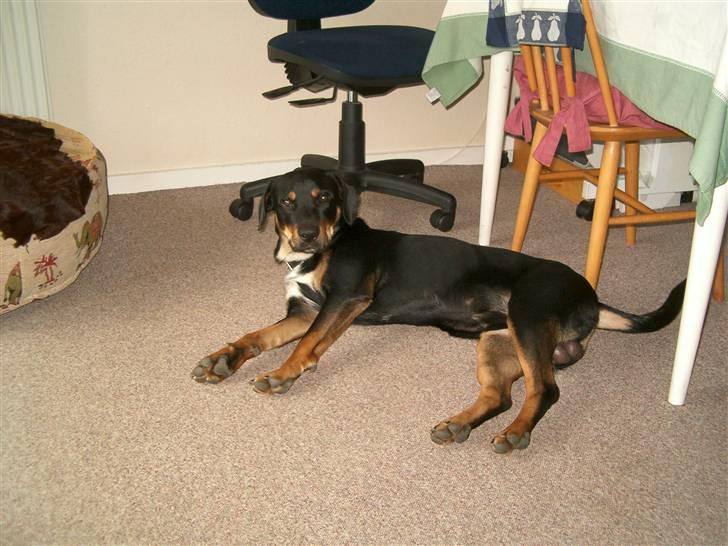 Blanding af racer Kenzo billede 5