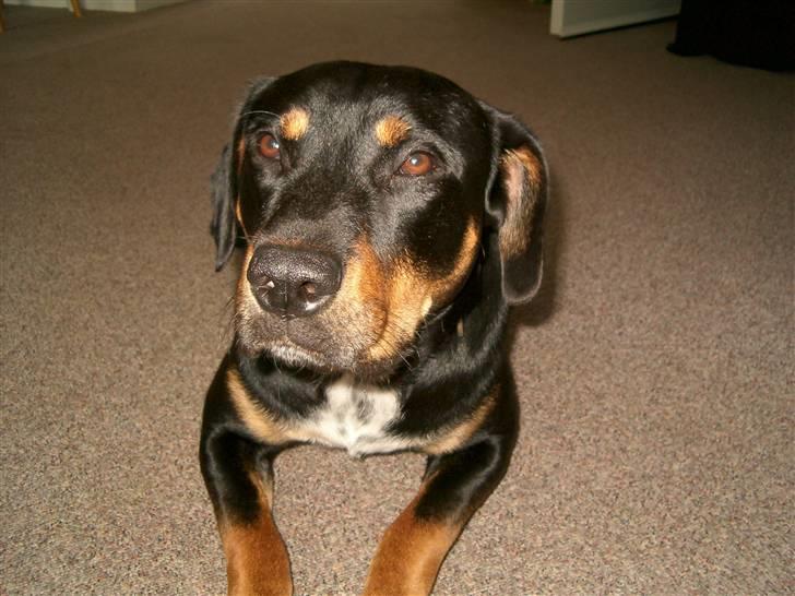 Blanding af racer Kenzo billede 6