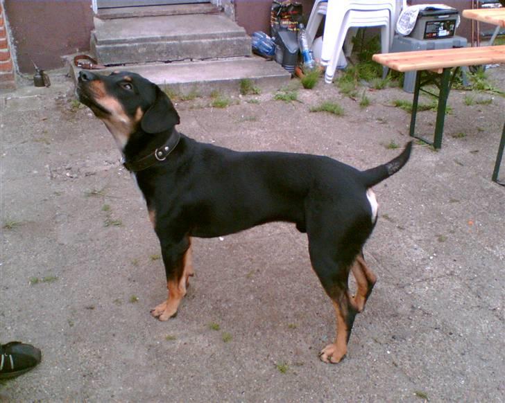 Blanding af racer Kenzo billede 7