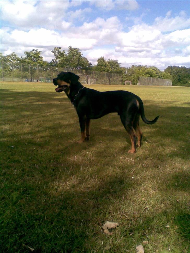 Blanding af racer Kenzo billede 8