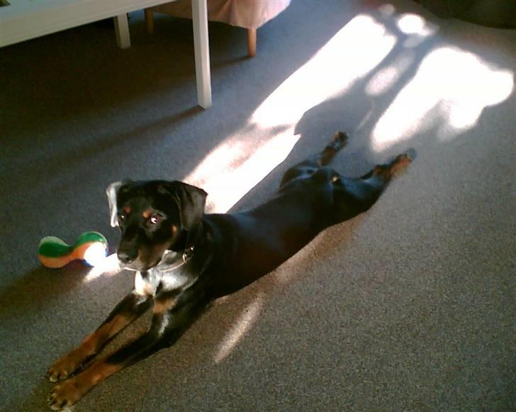 Blanding af racer Kenzo billede 9