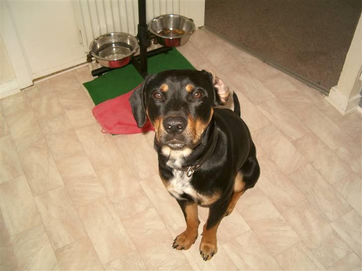 Blanding af racer Kenzo billede 10