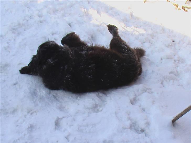 Newfoundlænder Anton  R.I.P. billede 5