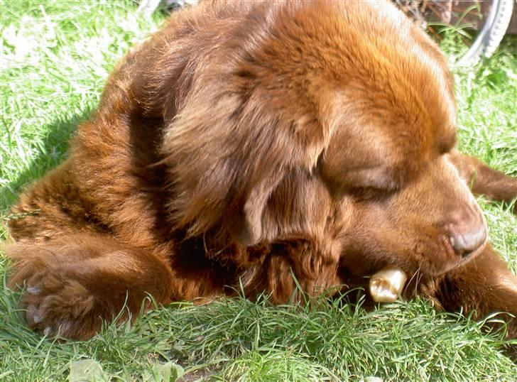 Newfoundlænder Anton  R.I.P. billede 6