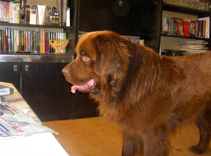 Newfoundlænder Anton  R.I.P. billede 7