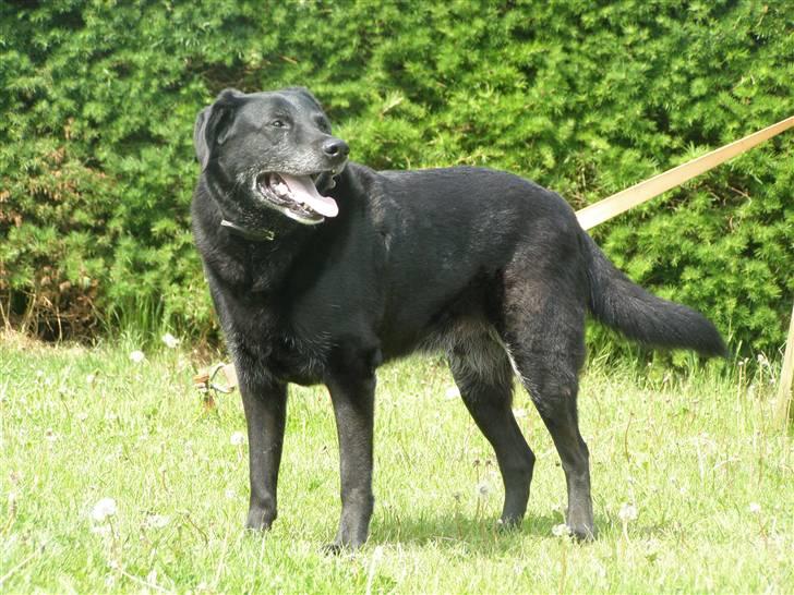 Labrador retriever Bassi - 1# Blacki /PRIVAT billede 1