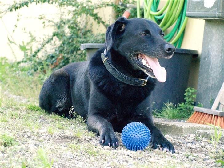 Labrador retriever Bassi - 2# Blacki med sin elskede bold <3 /PRIVAT billede 2