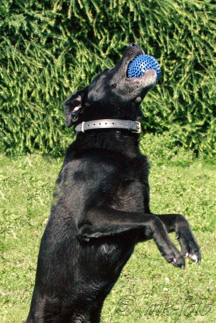 Labrador retriever Bassi - 3# Blacki griber sin bold i Et hug .. /PRIVAT billede 3