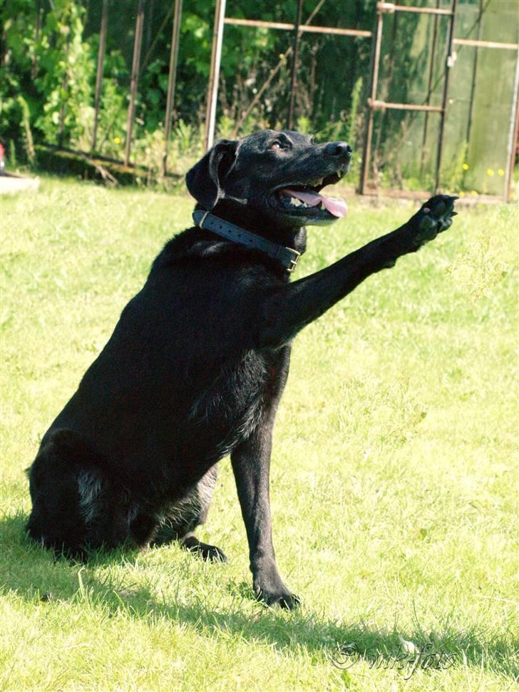 Labrador retriever Bassi - 4# Blacki ´´Løfter Pote´´ /PRIVAT billede 4