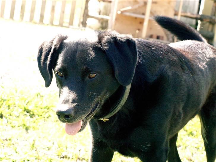 Labrador retriever Bassi - 5# Blacki Venter på jeg kaster hans bold /PRIVAT billede 5