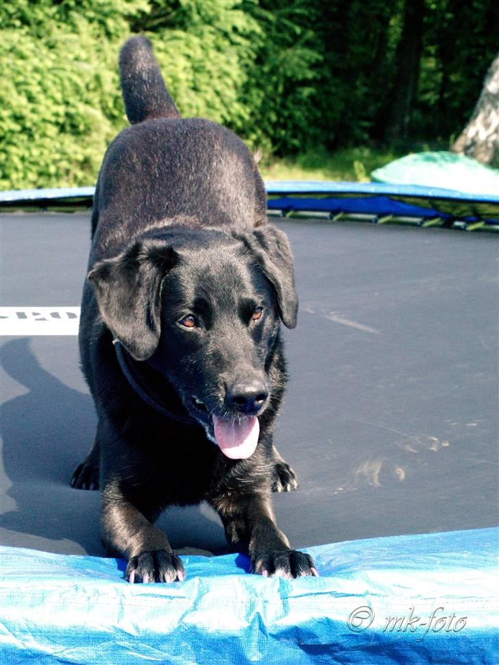 Labrador retriever Bassi - 6# Blacki på min Trampolin /PRIVAT billede 6