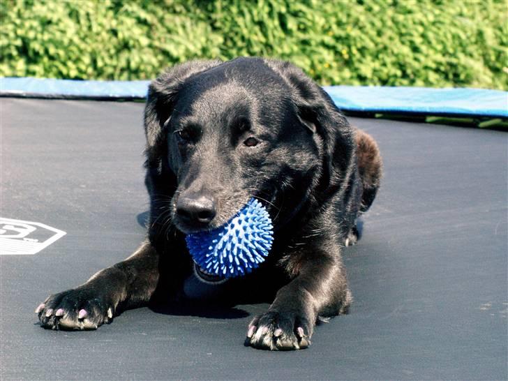 Labrador retriever Bassi - 7# Blacki med sin bold på min trampolin iqen /PRIVAT billede 7