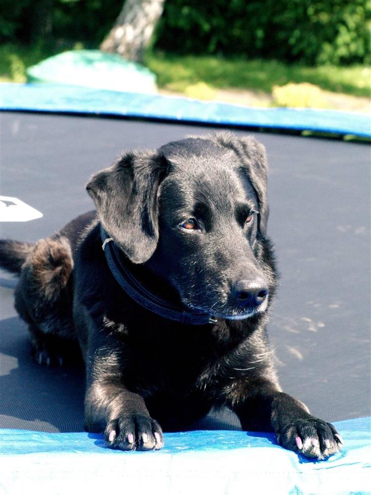 Labrador retriever Bassi - 9# Blacki venter på jeg kaster hans bold op i luften /PRIVAT billede 9