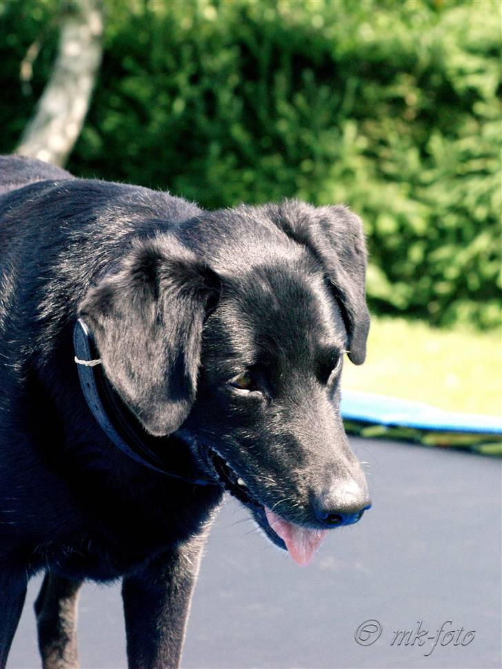 Labrador retriever Bassi - 10# Blacki Kiqqer ned /PRIVAT billede 10