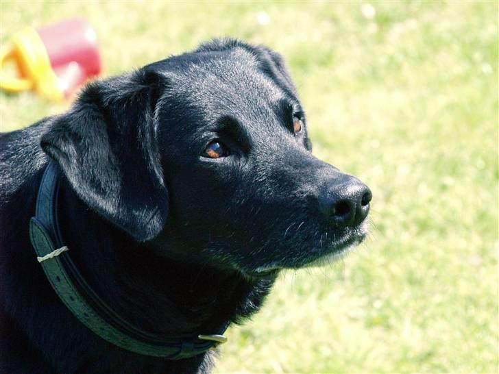 Labrador retriever Bassi - 11# Hvor er du smuk blacki /PRIVAT billede 11