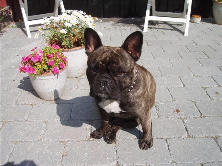 Fransk bulldog Asti (Store Lindes Asti) - Hmm, dejligt her i solen.. billede 13