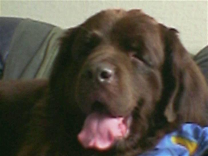 Newfoundlænder Anton  R.I.P. billede 8