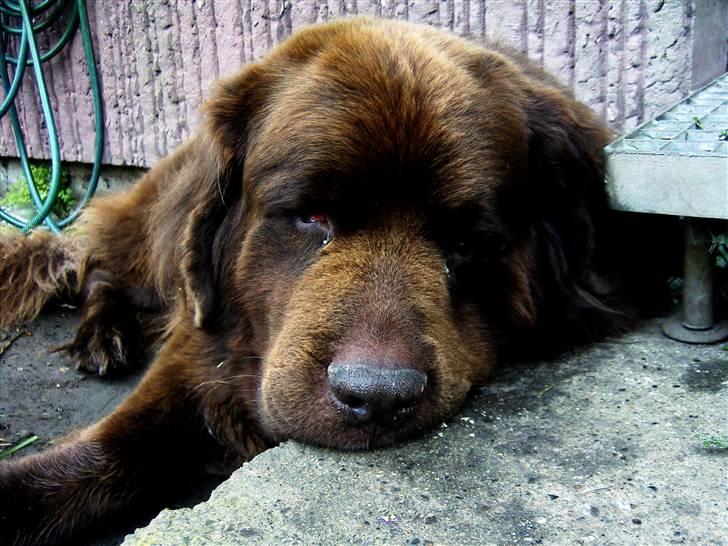 Newfoundlænder Anton  R.I.P. billede 9