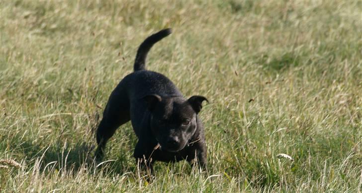 Staffordshire bull terrier Westlund Stacia - 08 billede 20