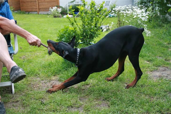 Dobermann Flora = Kronhjort - Trækkeleg er den bedste leg i verden ! billede 3